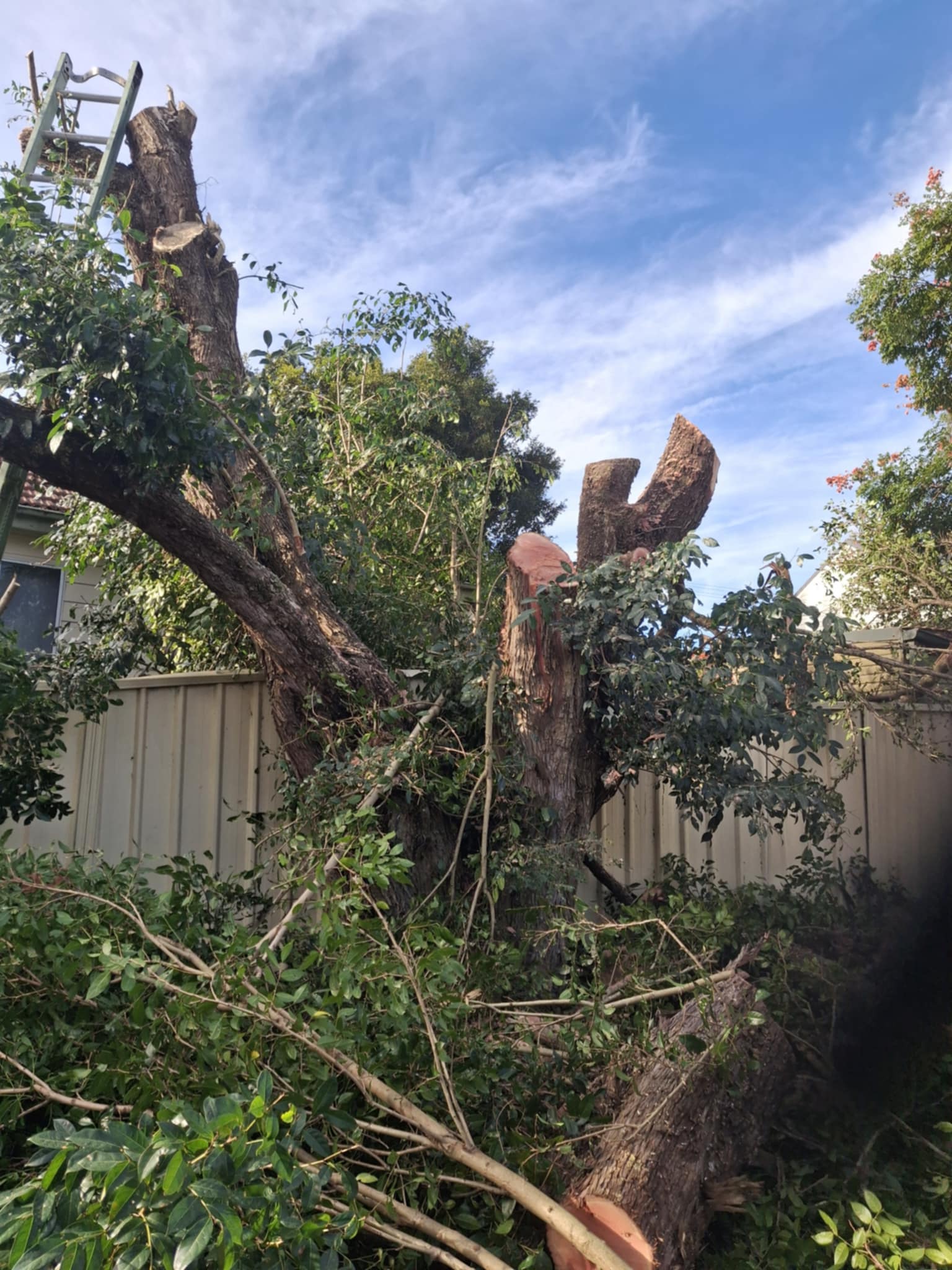 Tree Trimming & Pruning 4 1000003821